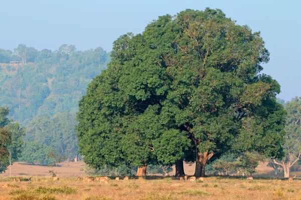 Árbol de higuera y ciervos manchados — Foto de Stock