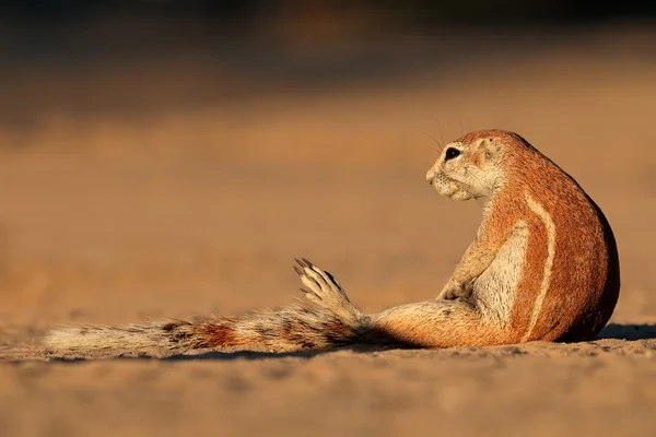 Ground squirrel sitting — Stock Photo, Image