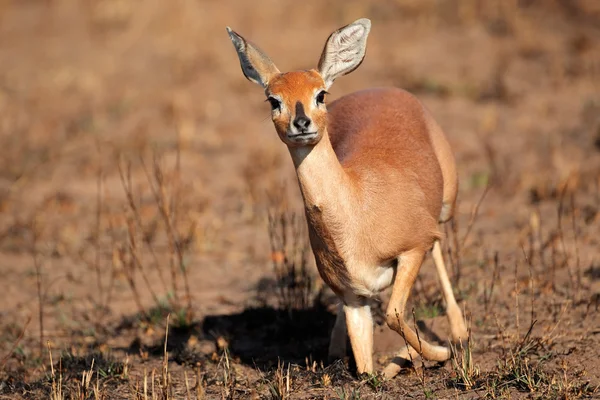 Weibliche Steenbockantilope — Stockfoto