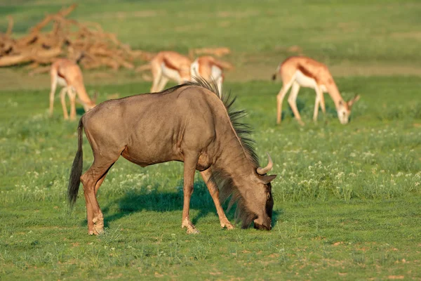 Antilopi di gnu azzurro e springbok — Foto Stock