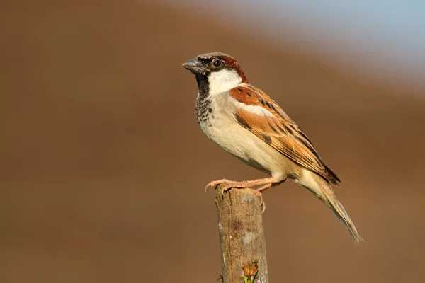 Indické house sparrow — Stock fotografie