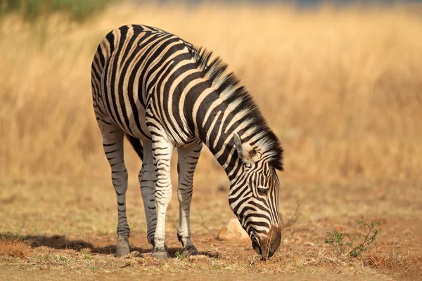 Zebra stepní v přirozeném prostředí — Stock fotografie