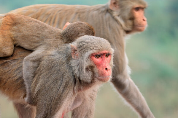 Rhesus macaque monkeys