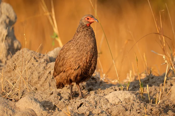 Swainsons spurfowl in natural habitat — Stock Photo, Image