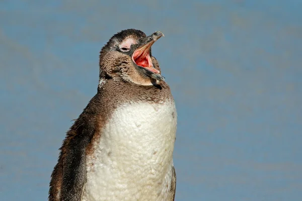 Африканский портрет пингвина — стоковое фото