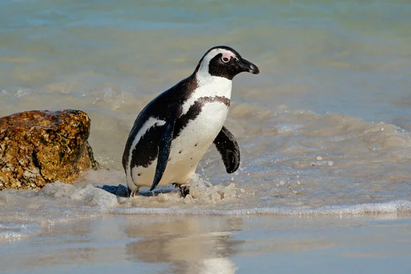 Pingüino africano en aguas poco profundas —  Fotos de Stock