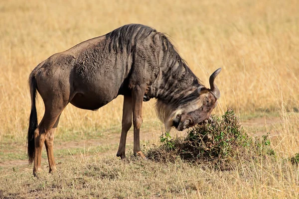 Блакитний антилоп у природному середовищі — стокове фото