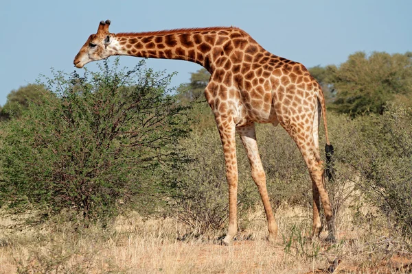 Girafa alimentando-se de uma árvore — Fotografia de Stock