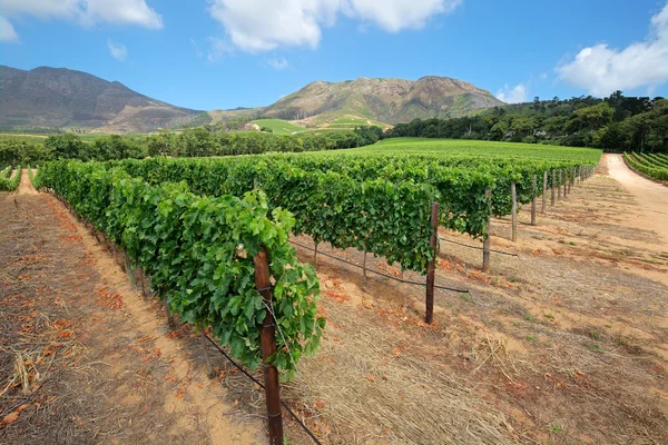 Vineyard landscape - South Africa — Stock Photo, Image