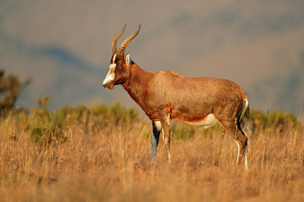 Антилопа Блесбок в естественной среде обитания

