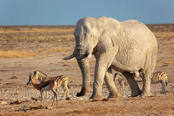 African elephant covered in mud — Stock Photo, Image