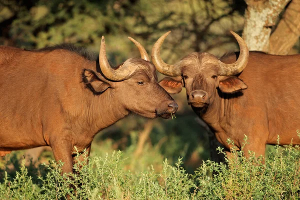 Afrických buvolů v přirozeném prostředí — Stock fotografie