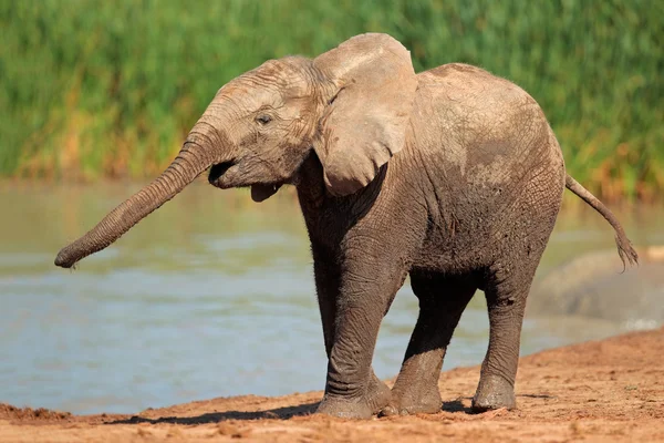 Olifant bij waterhole — Stockfoto