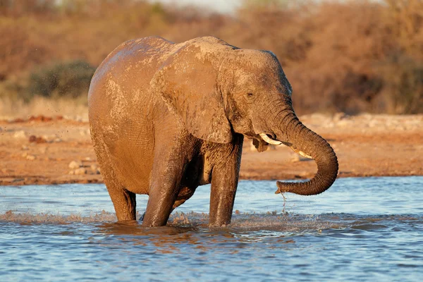 Olifant drinkwater — Stockfoto