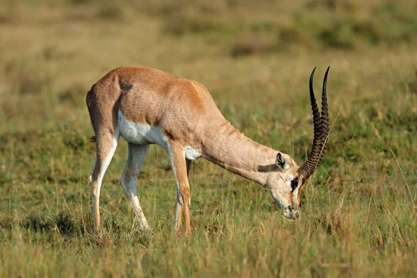 Fütterung der Gazelle — Stockfoto