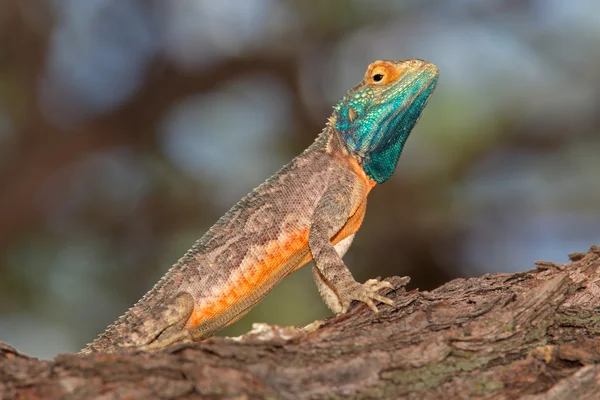 Male ground agama — Stock Photo, Image