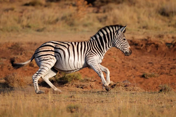 Бегущая зебра — стоковое фото