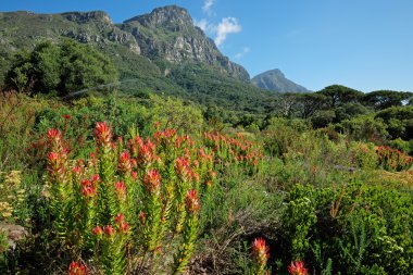 KIRSTENBOSCH botanik bahçeleri