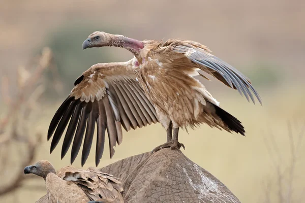 Scavenging white-backed vulture — Stock Photo, Image