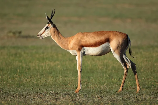 Kvinnliga springbok antilop — Stockfoto