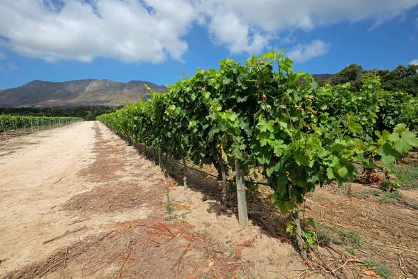 Weinberglandschaft - Kapstadt — Stockfoto