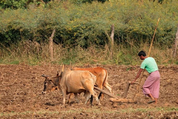 Indian farmer plowing his field — Stock Photo, Image