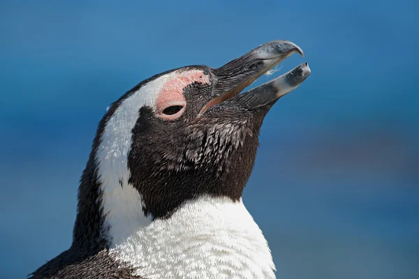 Retrato de pingüino africano —  Fotos de Stock