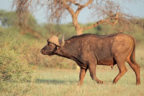 Búfalo africano em habitat natural — Fotografia de Stock