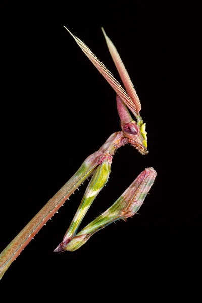 Kon-headed mantid — Stockfoto