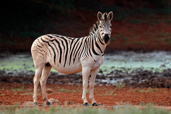 Flachland-Zebras in natürlichem Lebensraum — Stockfoto