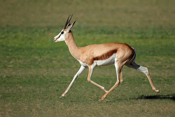 Springbok in esecuzione antilope — Foto Stock