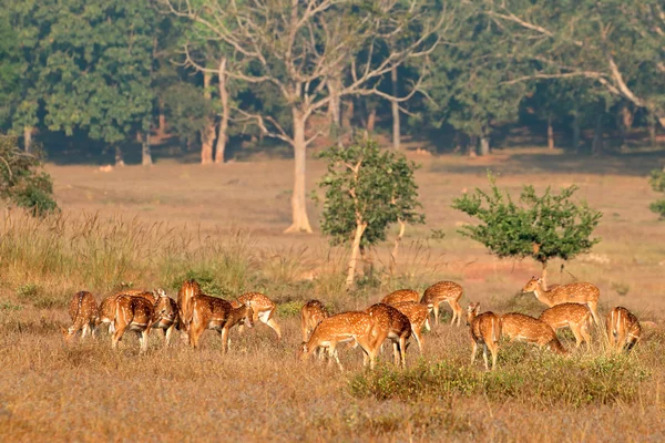 Cervos manchados em habitat natural — Fotografia de Stock