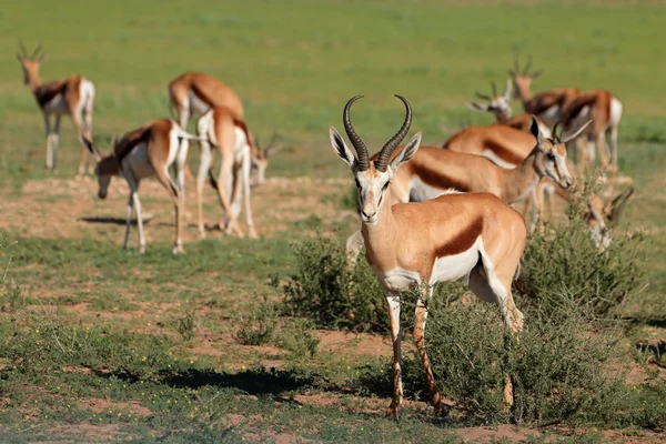 Springbok antilopen in natuurlijke habitat — Stockfoto