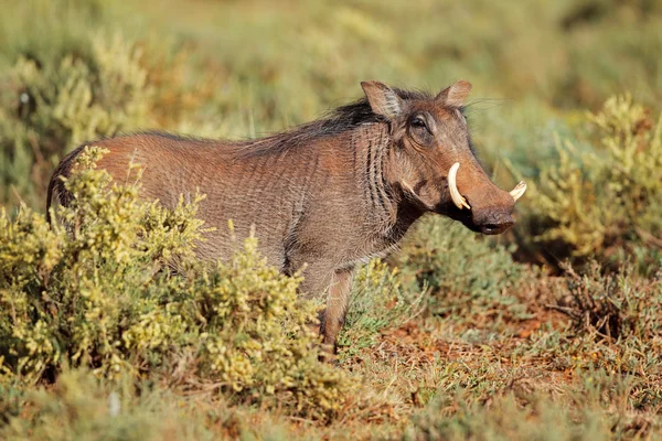 Warthog em habitat natural — Fotografia de Stock