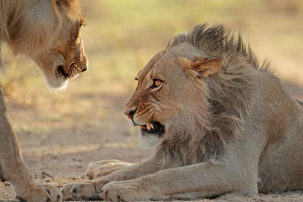 Leone africano aggressivo — Foto Stock