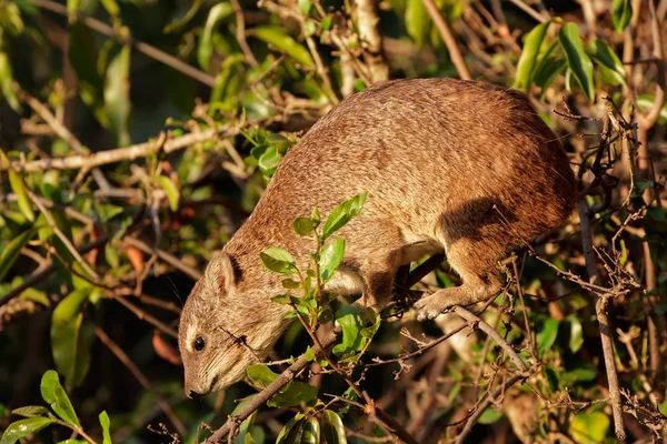 Alimentation en hyrax rocheux — Photo