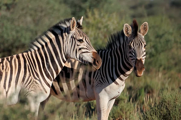 Slätterna zebra porträtt — Stockfoto