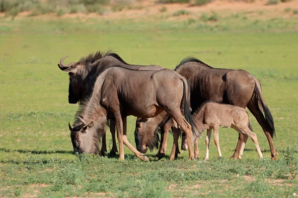 Blue wildebeest grazing — Stock Photo, Image