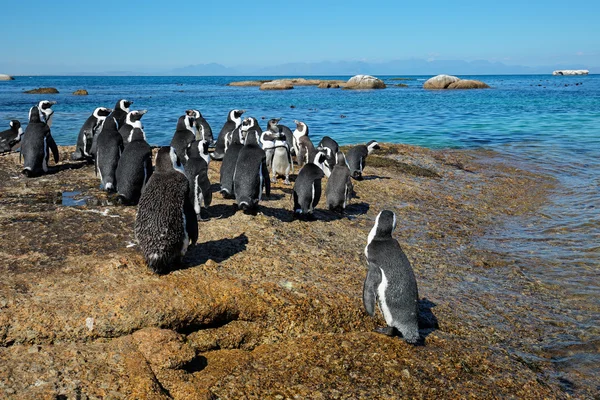 Pinguins africanos em rochas costeiras — Fotografia de Stock