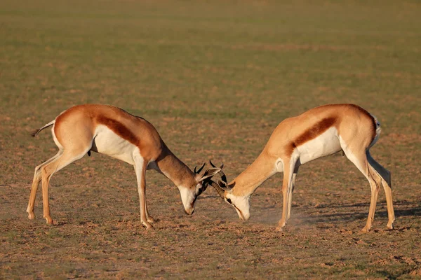 Lotta contro le antilopi springbok — Foto Stock