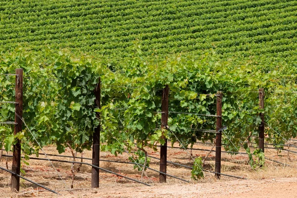 Weelderige groene wijngaard — Stockfoto