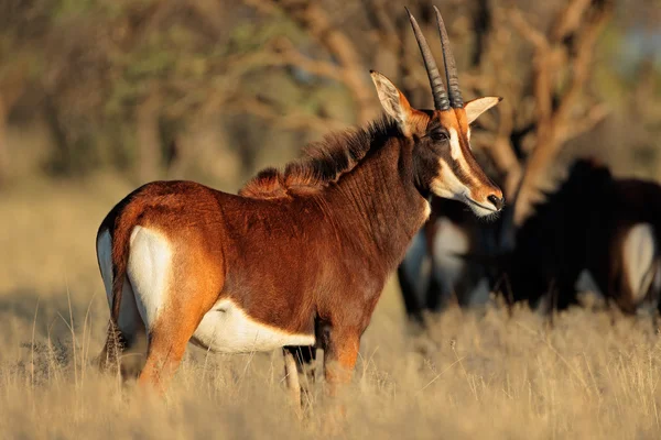 Samur antilop doğal ortamlarında — Stok fotoğraf