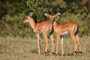 Impala antilop kuzular