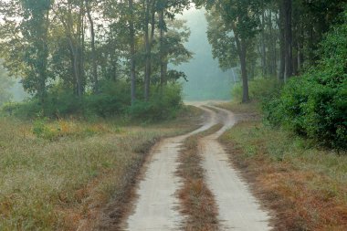 Kanha Milli Parkı - Hindistan
