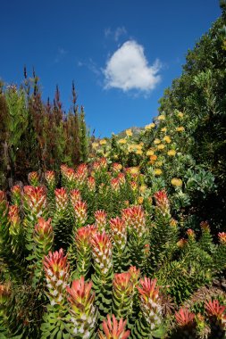 KIRSTENBOSCH botanik bahçeleri