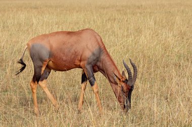 Otlatma topi antilop