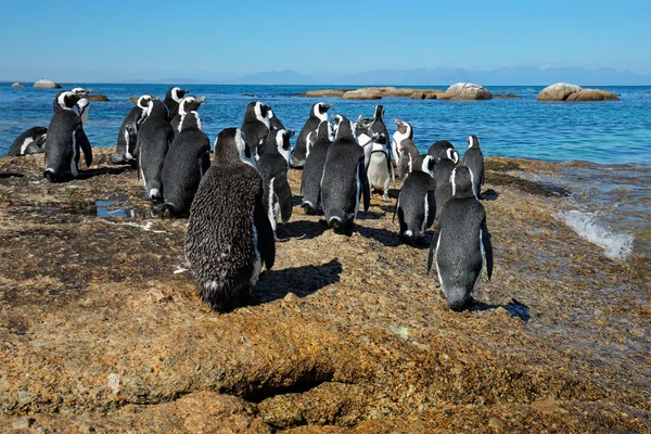 Pingüinos africanos en rocas costeras — Foto de Stock