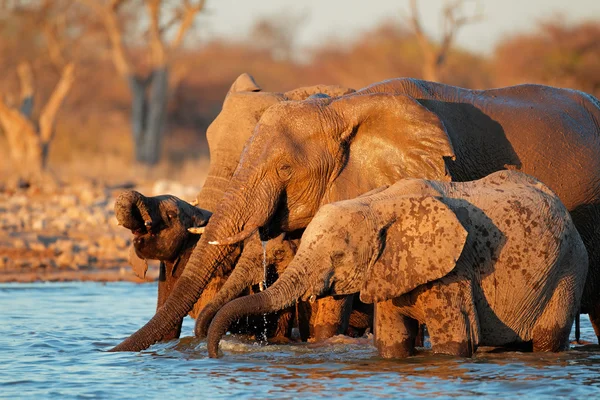 Elephants drinking water — Stock Photo, Image