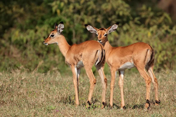 Cordeiros do antílope Impala — Fotografia de Stock