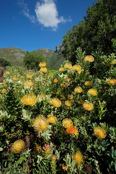 Kirstenbosch botanical gardens — Stock Photo, Image